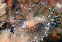 Nudibranch head shot,Scotland. by Derek Haslam 